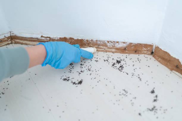 Best Termite Inspection and Treatment  in Ramtown, NJ